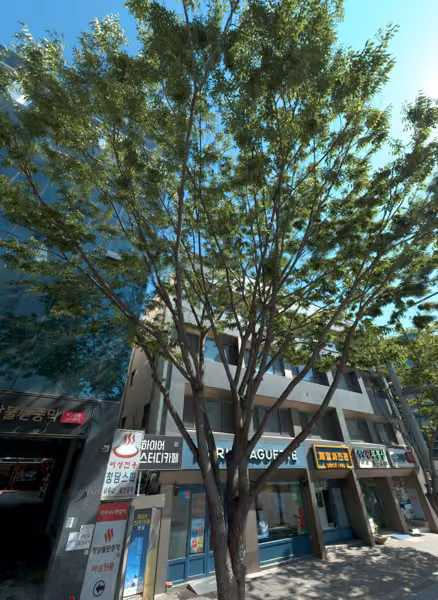 tree photo
