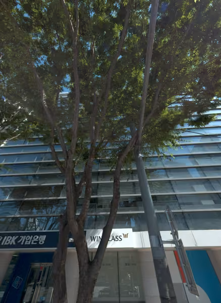 tree photo