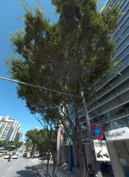 tree photo