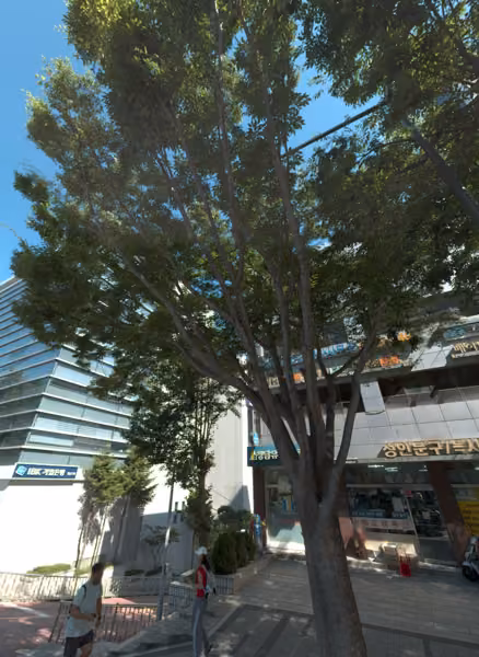 tree photo