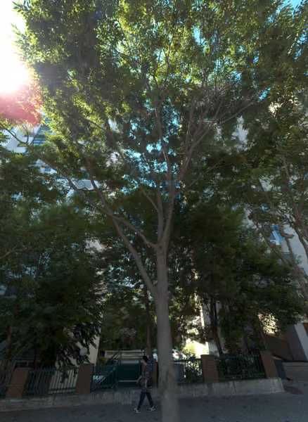 tree photo
