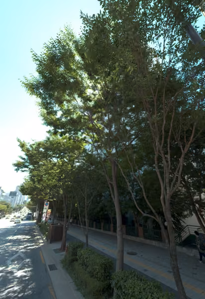 tree photo