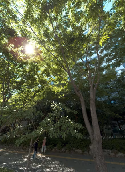 tree photo