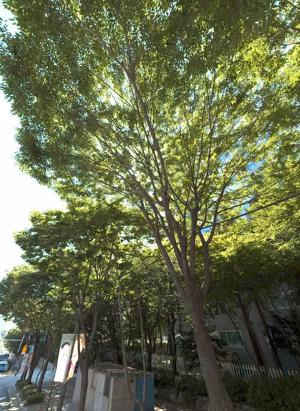 tree photo