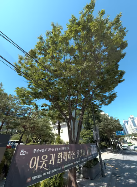 tree photo