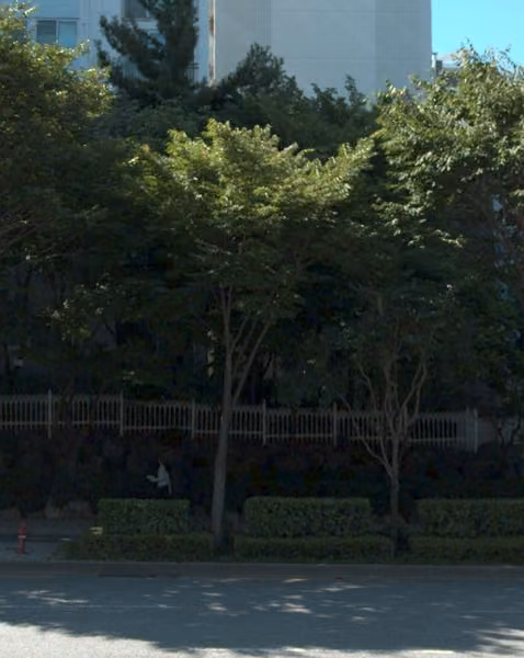 tree photo