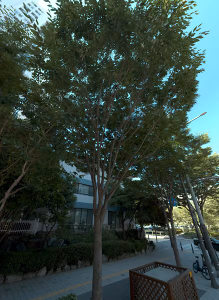 tree photo