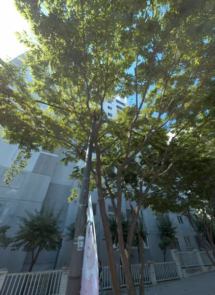 tree photo