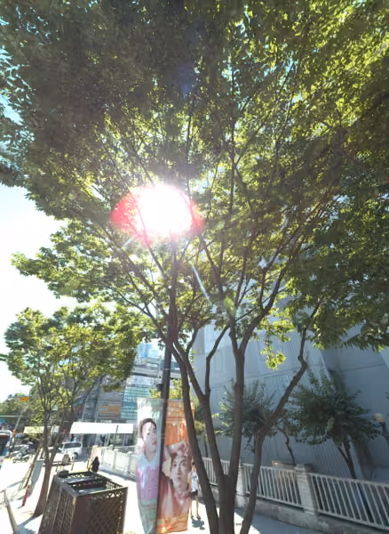 tree photo