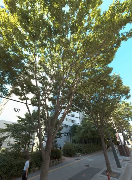tree photo