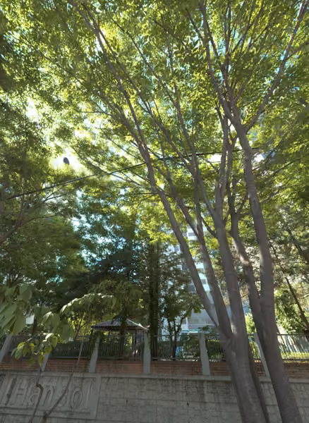 tree photo