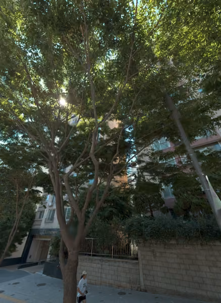 tree photo