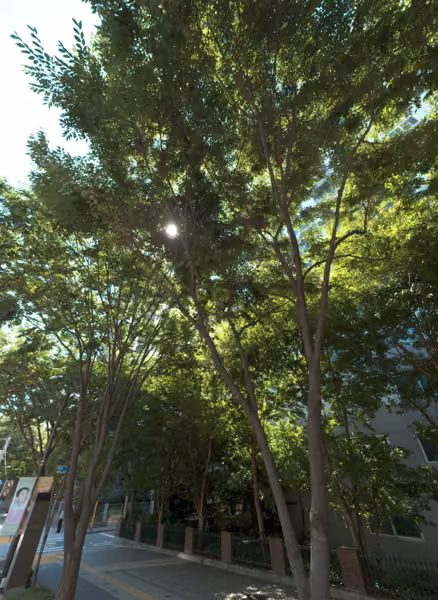 tree photo
