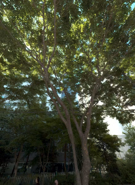 tree photo