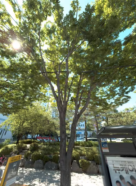 tree photo