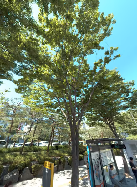 tree photo