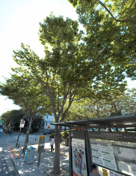 tree photo