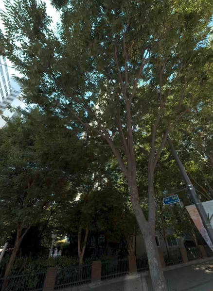 tree photo