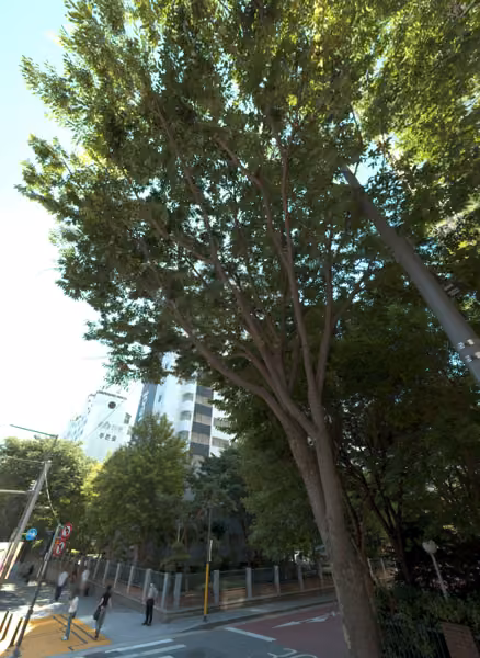 tree photo
