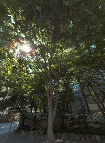 tree photo