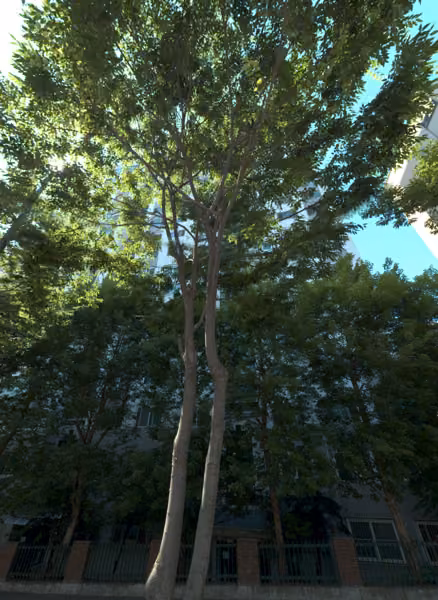 tree photo