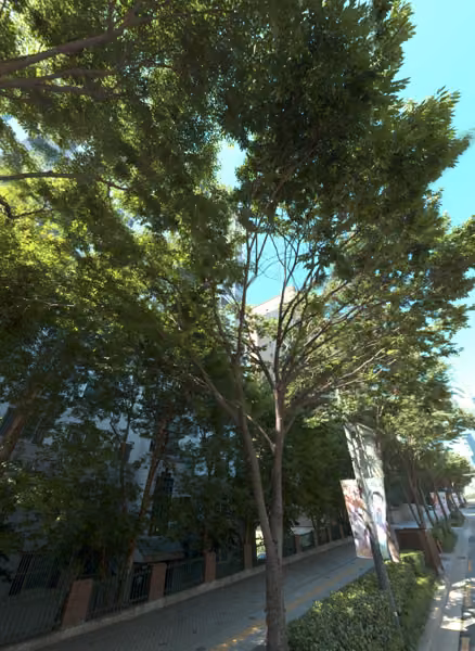tree photo