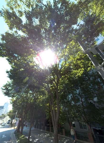 tree photo