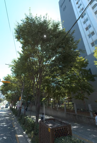 tree photo