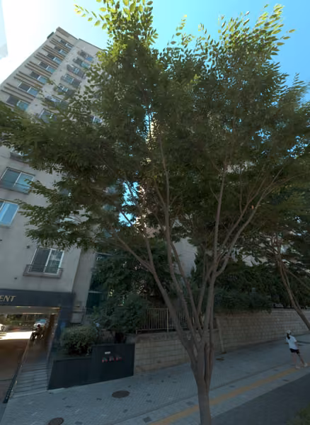 tree photo