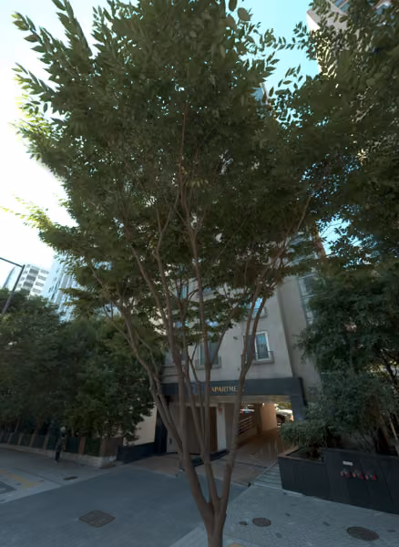tree photo
