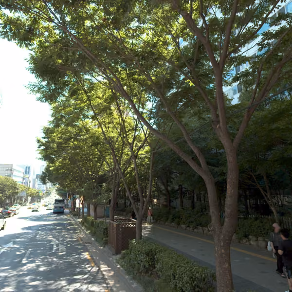 tree photo
