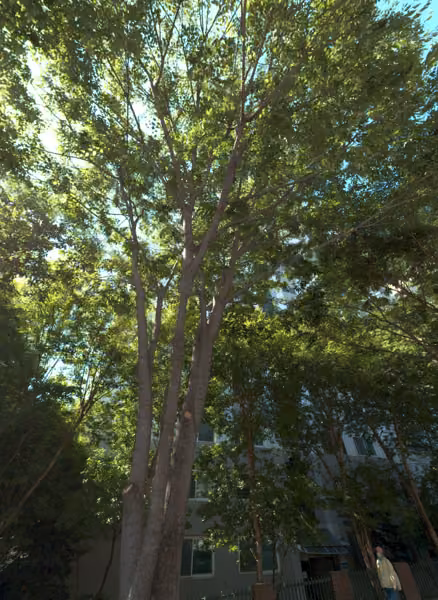 tree photo