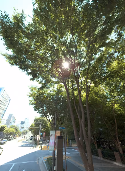 tree photo