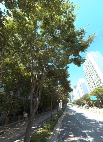 tree photo