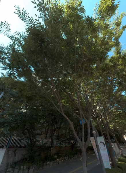 tree photo