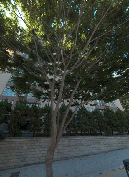 tree photo