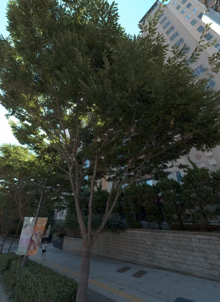 tree photo