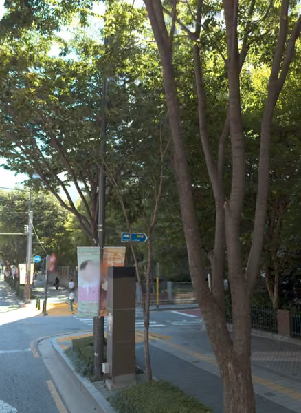 tree photo