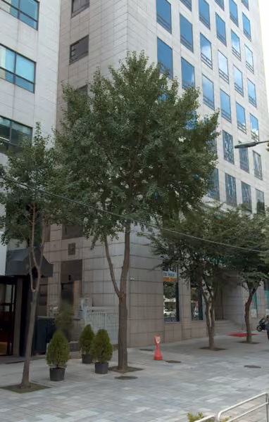 tree photo