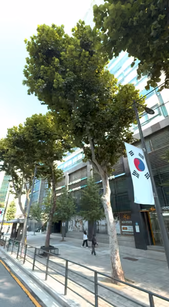 tree photo