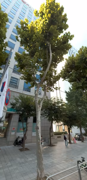 tree photo