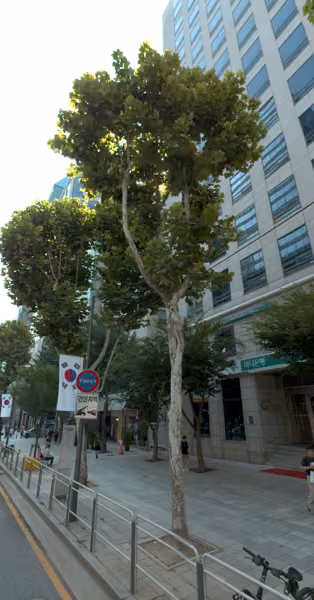 tree photo