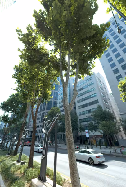 tree photo