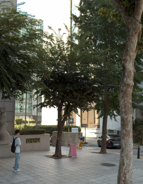 tree photo