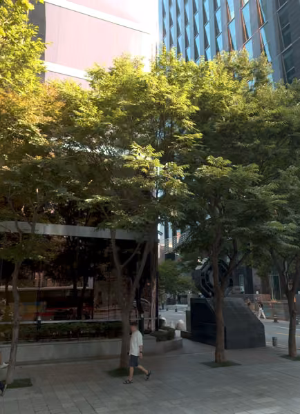 tree photo