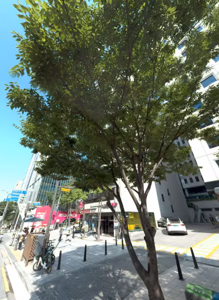 tree photo