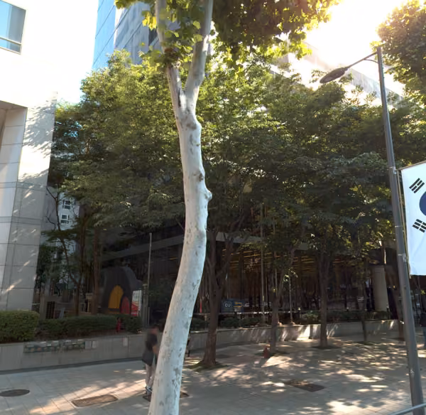tree photo
