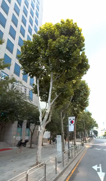 tree photo
