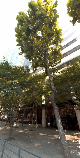 tree photo