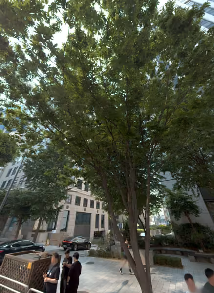 tree photo